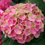 Hydrangea-106---Collective-Harmony