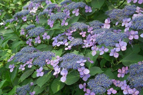 Hydrangea-108---Collective-Harmony.jpg