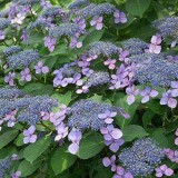 Hydrangea-108---Collective-Harmony