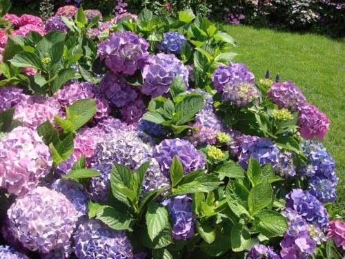 Hydrangea-110---Collective-Harmony.jpg