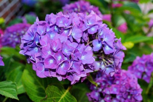 Hydrangea-111---Collective-Harmony.jpg