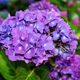 Hydrangea-111---Collective-Harmony