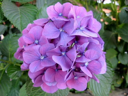 Hydrangea-112---Collective-Harmony.jpg