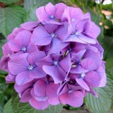 Hydrangea-112---Collective-Harmony