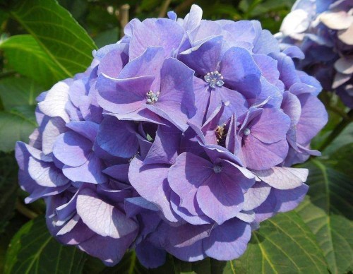 Hydrangea-114---Collective-Harmony.jpg