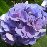 Hydrangea-114---Collective-Harmony