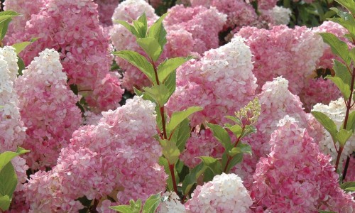 Hydrangea-115---Collective-Harmony.jpg