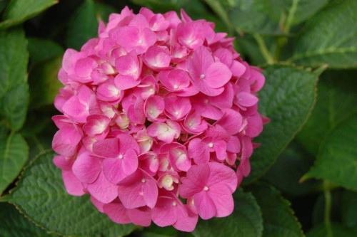 Hydrangea-118---Collective-Harmony.jpg