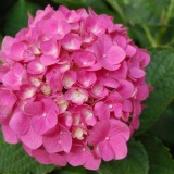 Hydrangea-118---Collective-Harmony