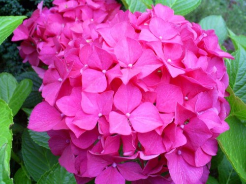 Hydrangea-119---Collective-Harmony.jpg