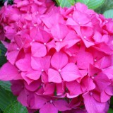 Hydrangea-119---Collective-Harmony