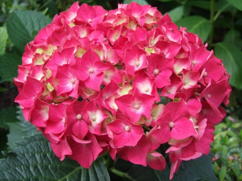 Hydrangea-120---Collective-Harmony.jpg