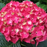 Hydrangea-120---Collective-Harmony