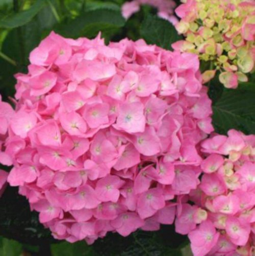 Hydrangea-121---Collective-Harmony.jpg