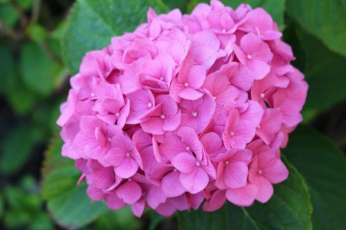 Hydrangea-122---Collective-Harmony.jpg