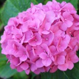 Hydrangea-122---Collective-Harmony