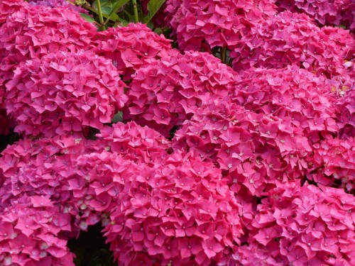 Hydrangea-123---Collective-Harmony.jpg