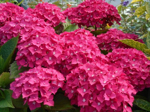 Hydrangea-124---Collective-Harmony.jpg