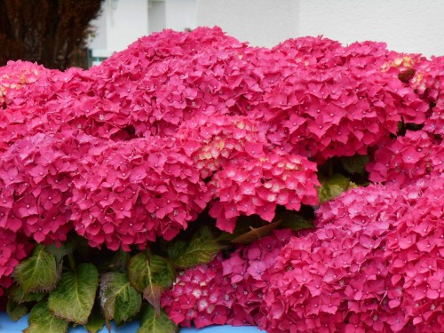 Hydrangea-125---Collective-Harmony.jpg