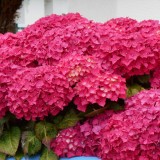 Hydrangea-125---Collective-Harmony