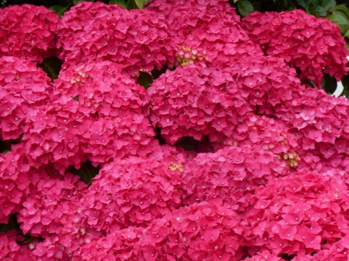 Hydrangea-127---Collective-Harmony.jpg