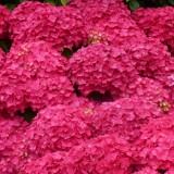 Hydrangea-127---Collective-Harmony