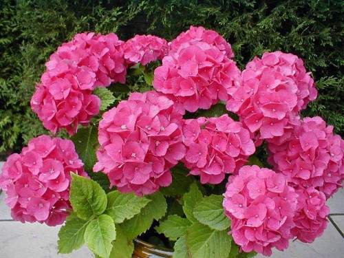 Hydrangea-128---Collective-Harmony.jpg