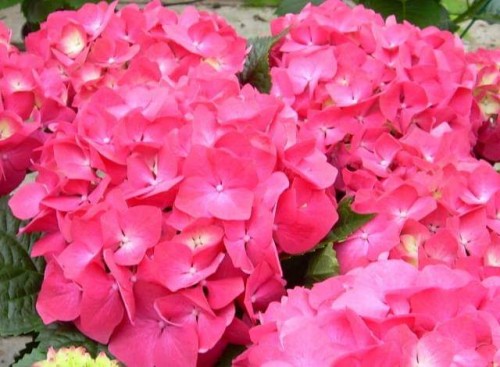 Hydrangea-129---Collective-Harmony.jpg