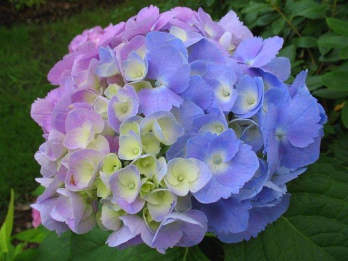 Hydrangea-13---Collective-Harmony.jpg