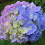 Hydrangea-13---Collective-Harmony