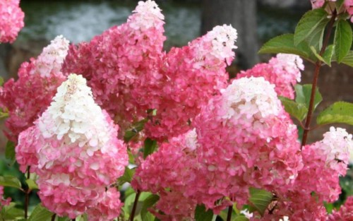 Hydrangea-130---Collective-Harmony.jpg