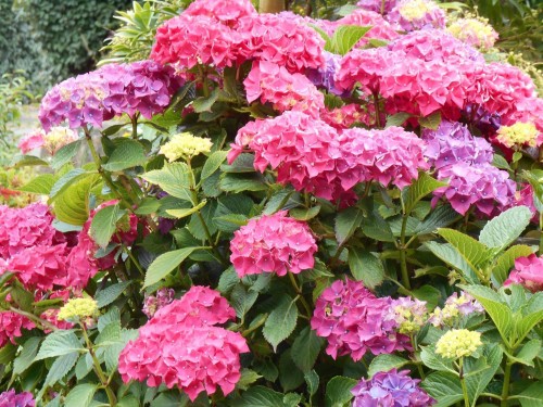 Hydrangea-131---Collective-Harmony.jpg