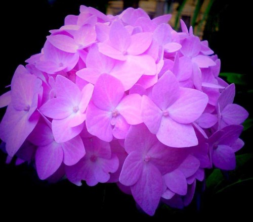 Hydrangea-132---Collective-Harmony.jpg