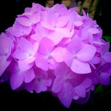 Hydrangea-132---Collective-Harmony