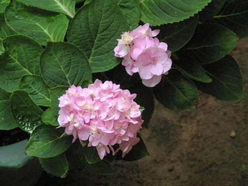 Hydrangea-133---Collective-Harmony.jpg