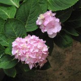 Hydrangea-133---Collective-Harmony