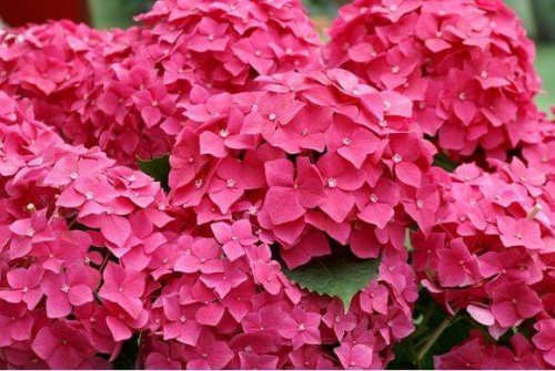 Hydrangea-134---Collective-Harmony.jpg