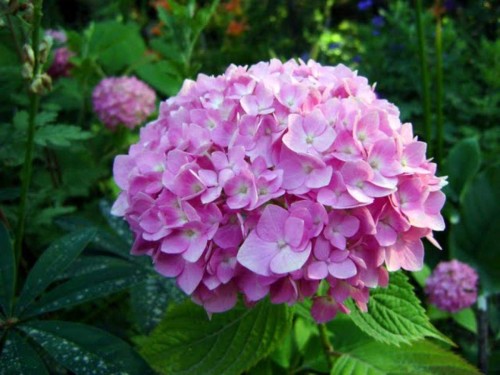 Hydrangea-135---Collective-Harmony.jpg