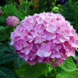 Hydrangea-135---Collective-Harmony