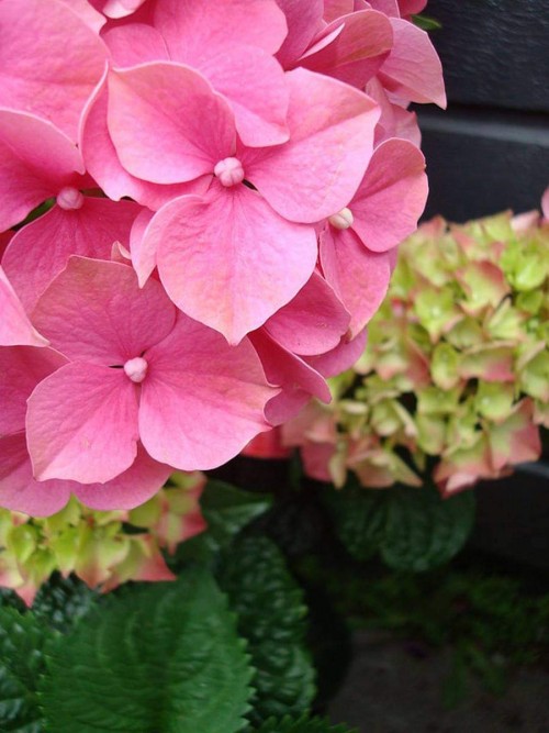 Hydrangea-136---Collective-Harmony.jpg