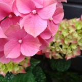 Hydrangea-136---Collective-Harmony