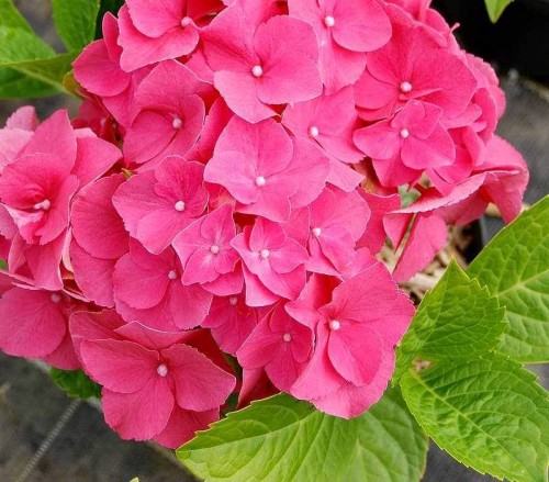 Hydrangea-137---Collective-Harmony.jpg