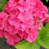 Hydrangea-137---Collective-Harmony