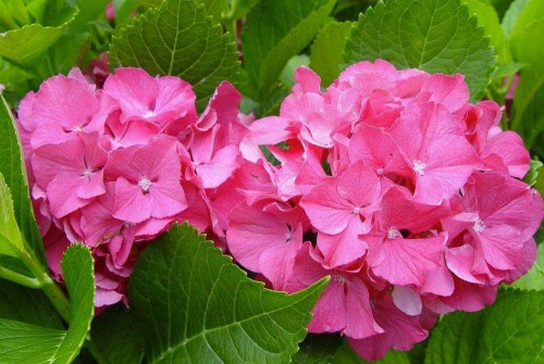 Hydrangea-138---Collective-Harmony.jpg