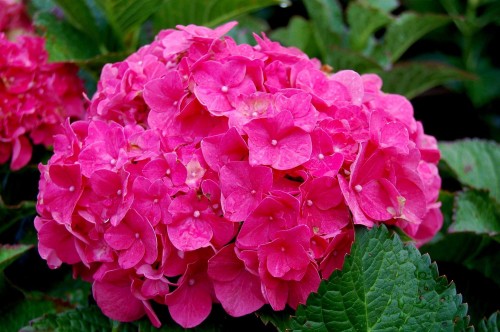 Hydrangea-139---Collective-Harmony.jpg