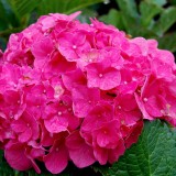 Hydrangea-139---Collective-Harmony