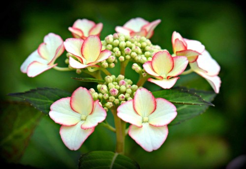 Hydrangea-14---Collective-Harmony.jpg