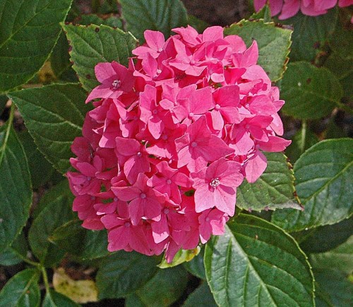 Hydrangea-140---Collective-Harmony.jpg