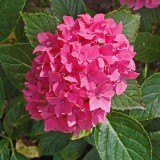 Hydrangea-140---Collective-Harmony