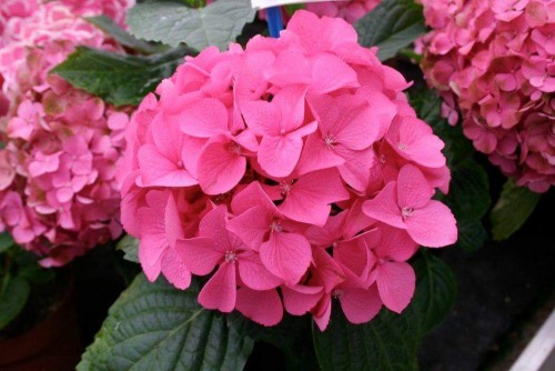 Hydrangea-141---Collective-Harmony.jpg